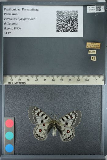 Media type: image;   Entomology 174635